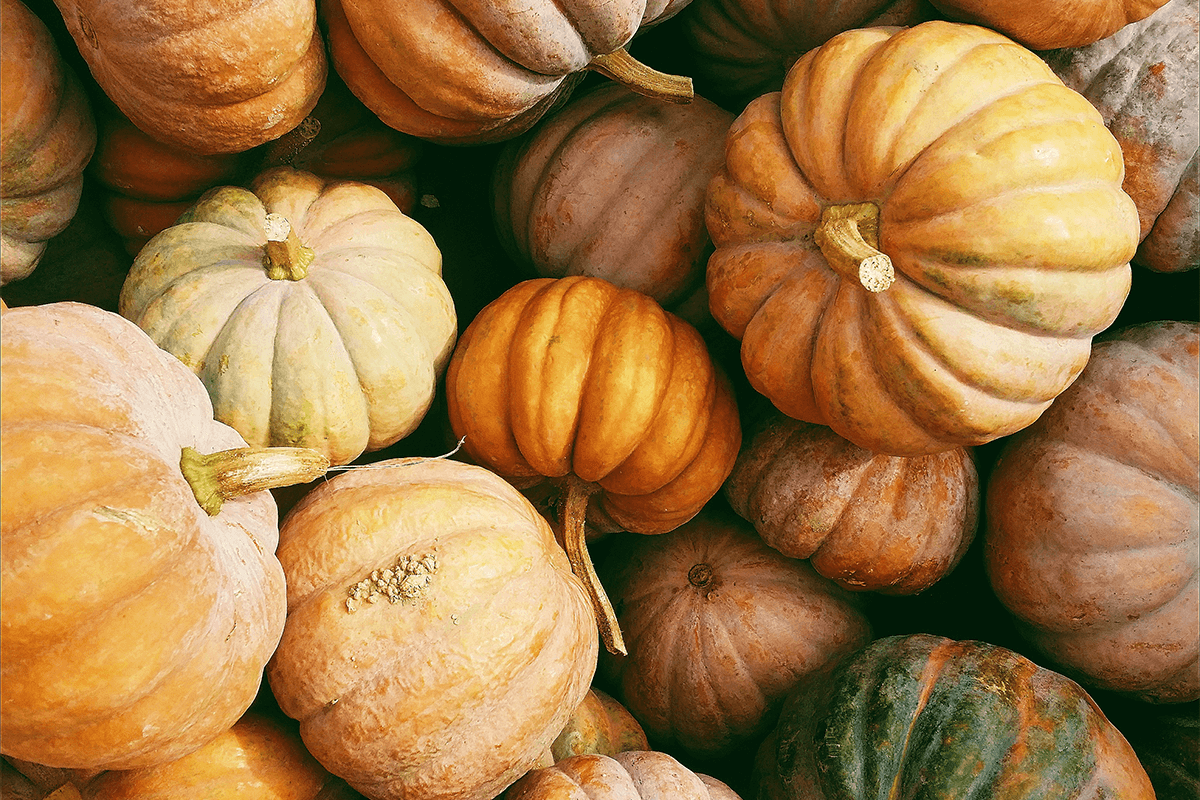 Zucca