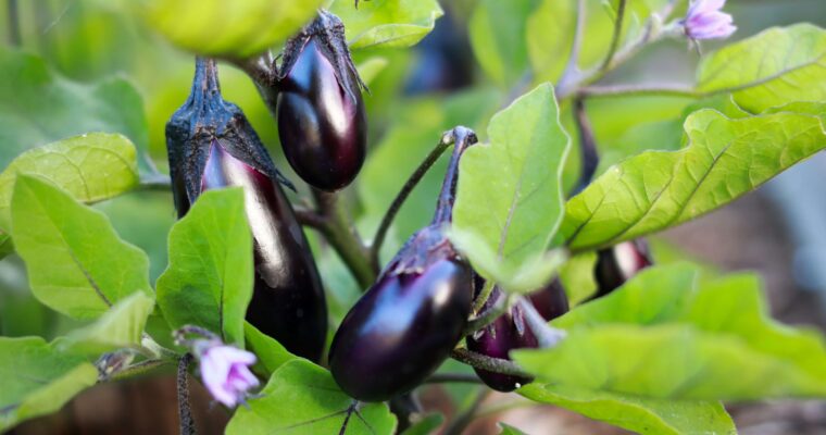 Come trattare le melanzane prima di cucinarle