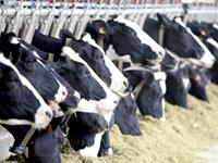 Allevamento bovini e gas serra