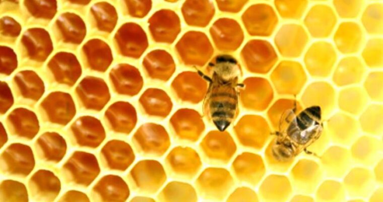 Le api come producono il miele?