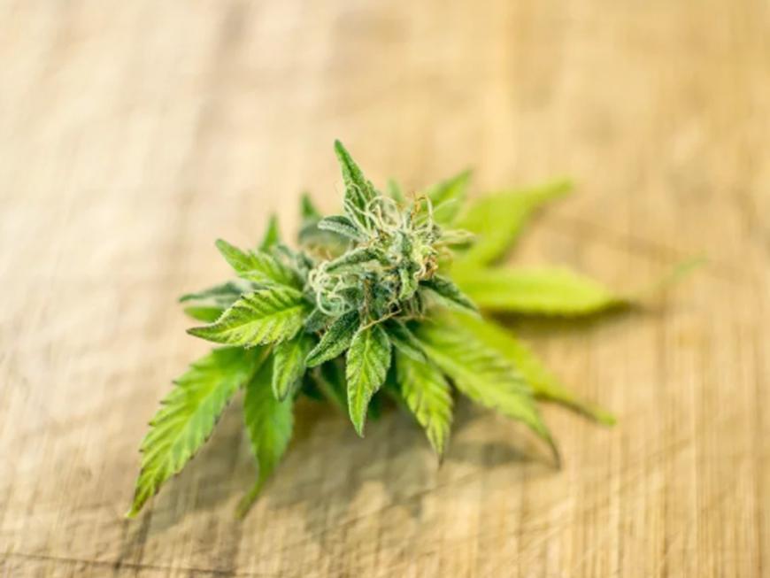 Cannabis: il nuovo super cibo dall’alto valore nutraceutico