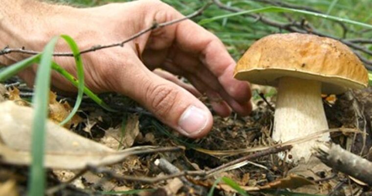 Come raccogliere i funghi