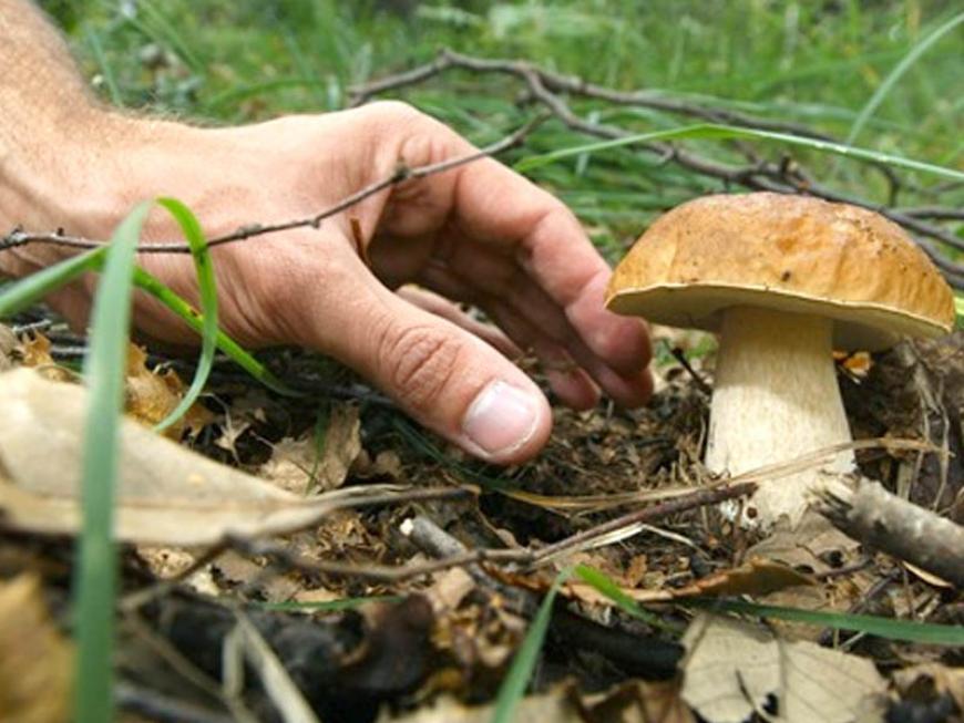 Come raccogliere i funghi