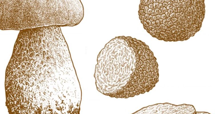 Funghi e tartufi: veri e propri “medicinali”