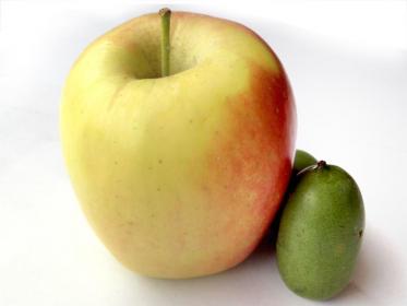 Dimensioni baby kiwi a confronto con una mela