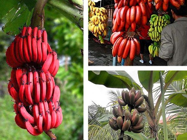Pianta delle banane rosse