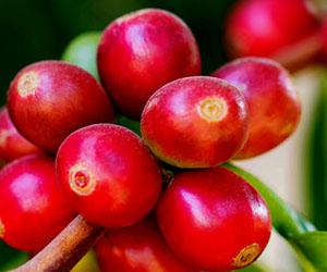 Semi della pianta del caffè