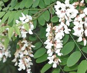 Pianta Acacia, Robinia pseudoacacia