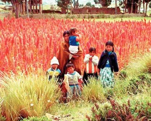 Piantagione di Quinoa sulle Ande
