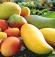 Varietà di mango