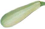 Zucchina bianca triestina