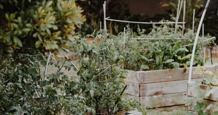 Come essiccare le spezie coltivate in giardino o in balcone, guida completa