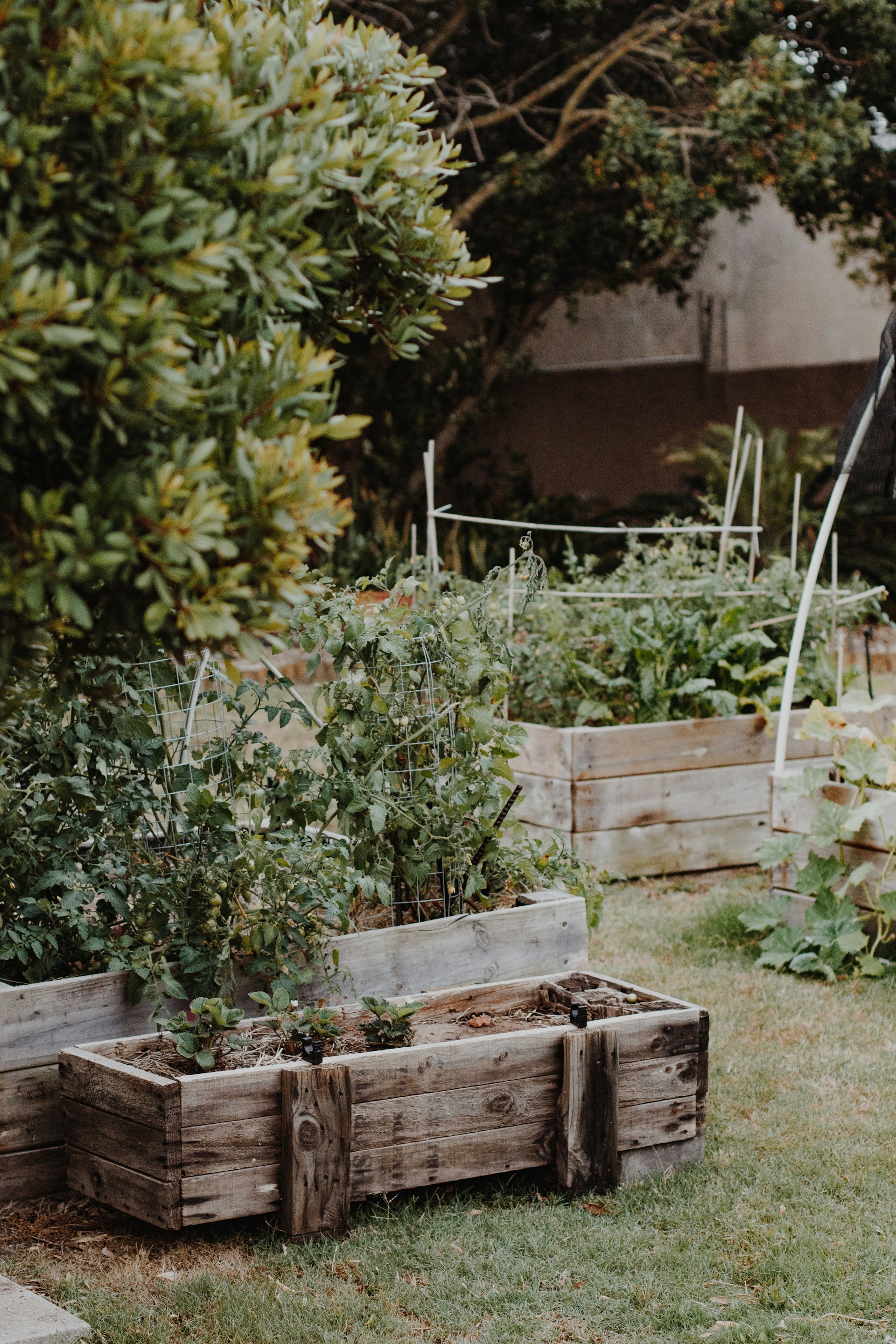 Come essiccare le spezie coltivate in giardino o in balcone, guida completa