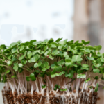 Microgreens