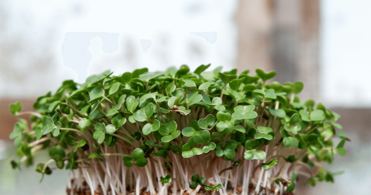 Microgreens: piccoli germogli, grande rivoluzione in cucina