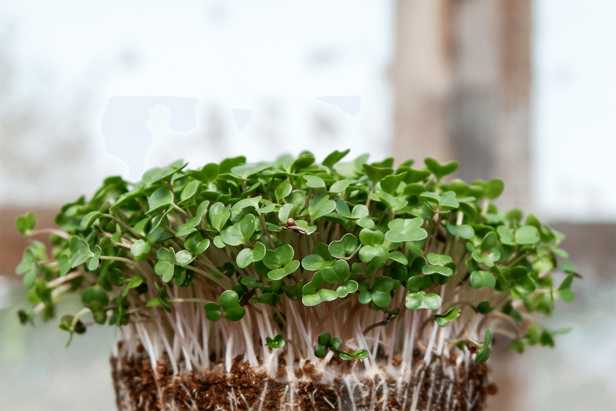 Microgreens: piccoli germogli, grande rivoluzione in cucina